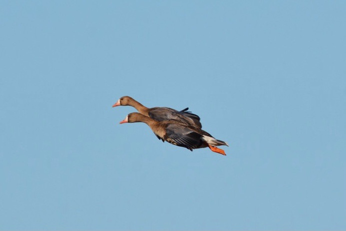 two white-fronted geese in midair