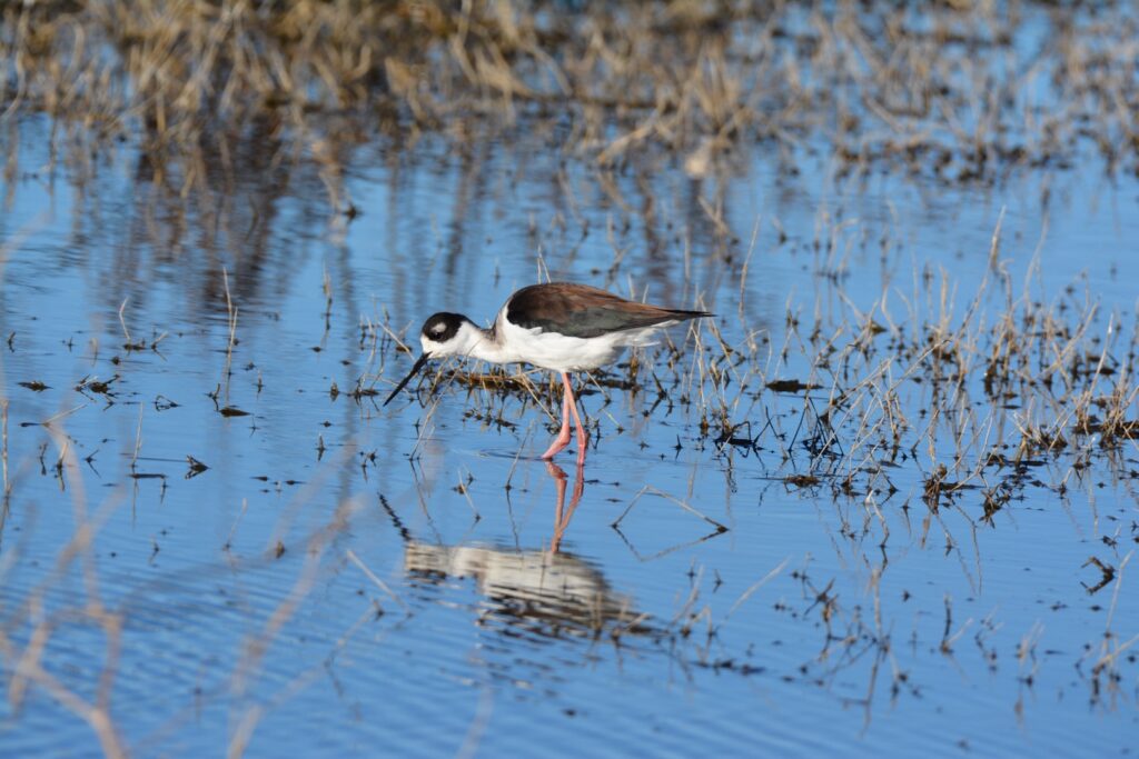 a black-necked stilt
